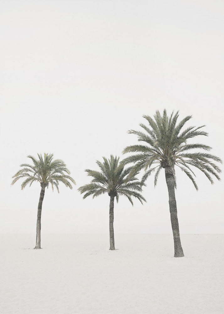 Palms | Canvas