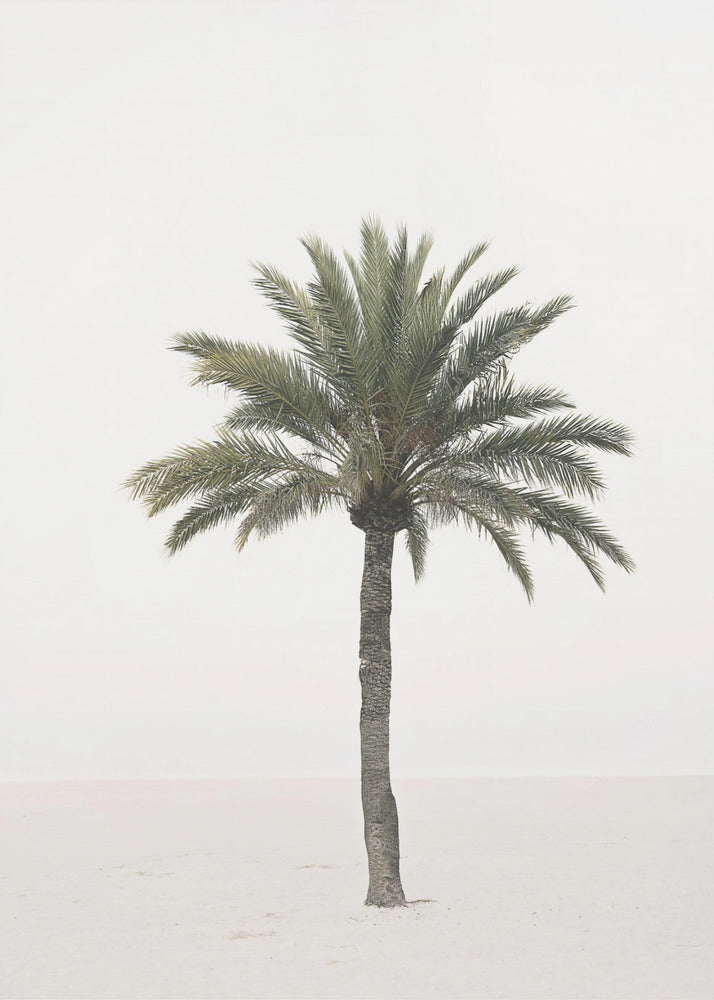 Palm | Poster