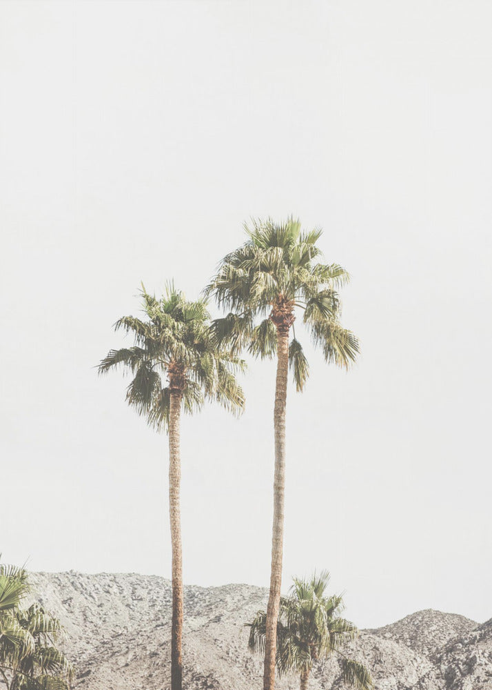 Palm Springs Palms | Poster