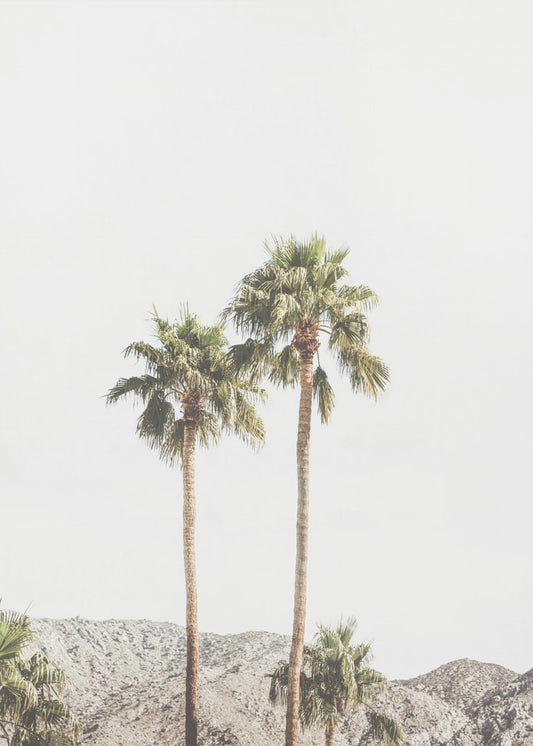 Palm Springs Palms | Canvas