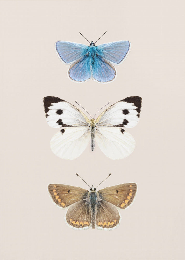 English Butterlies 2 | Canvas