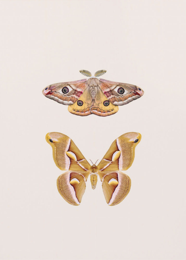Moths | Canvas