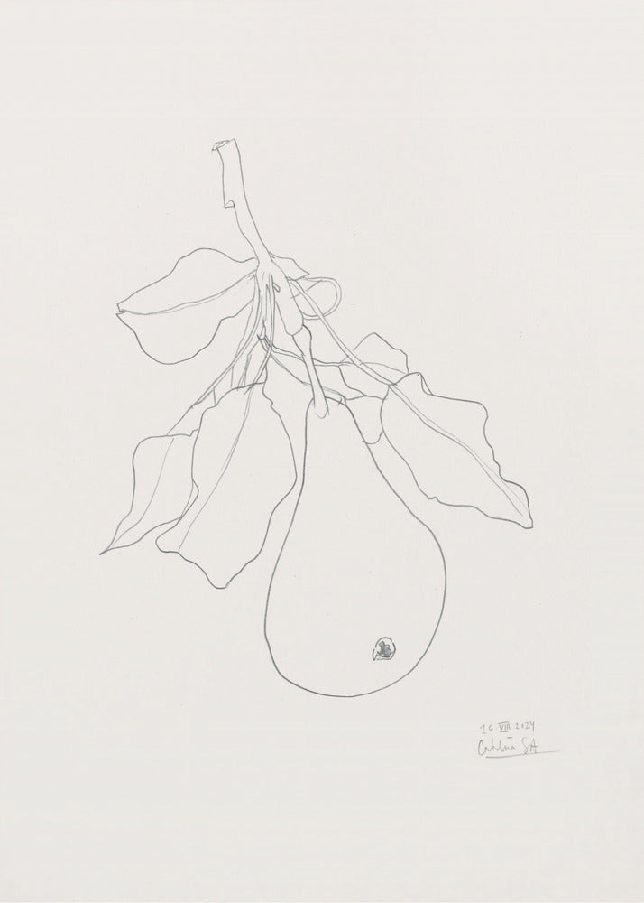 Elegant Pear Sketch | Poster