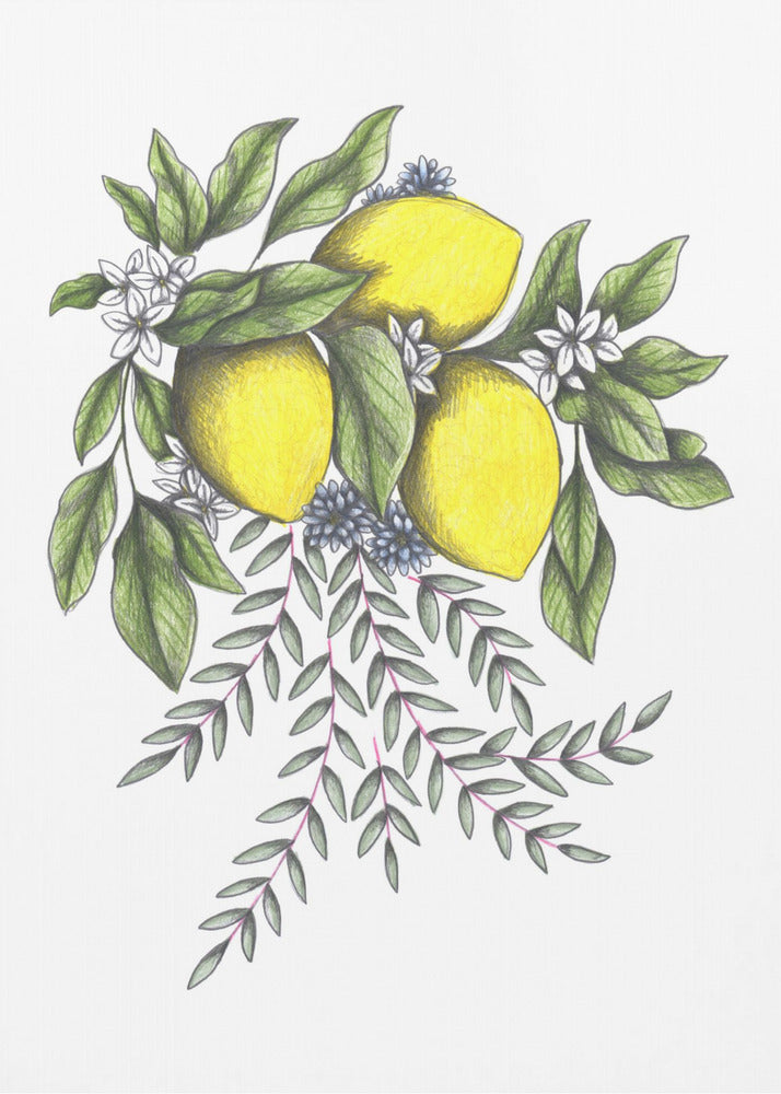 Lemons and Green leaves with Delicate White Blossoms | Canvas