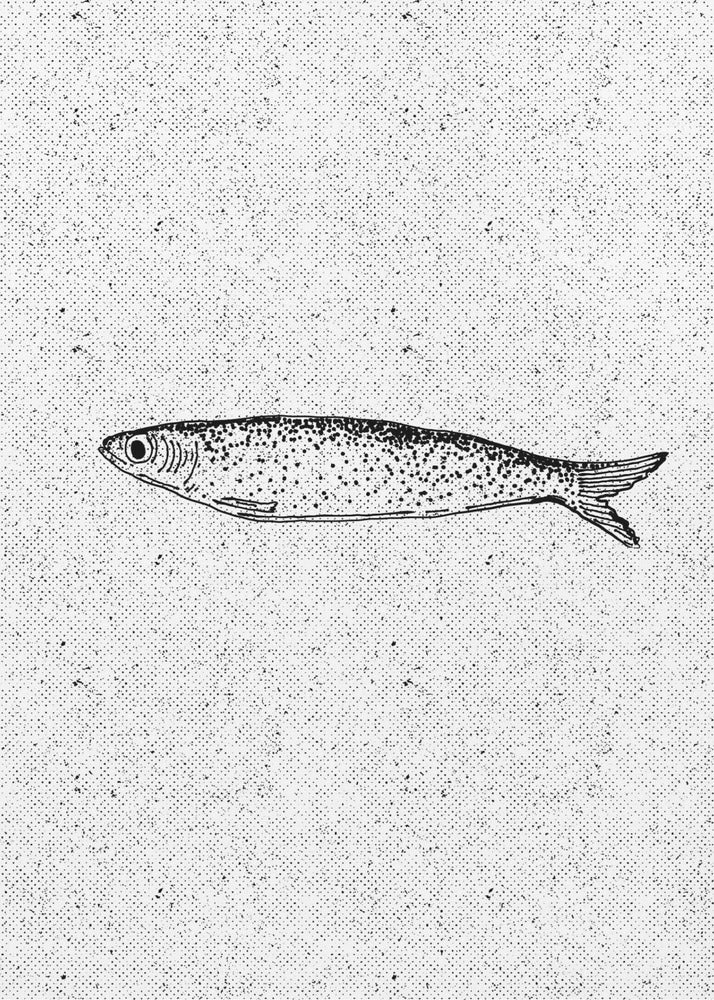 Vintage Fish Illustration | Poster