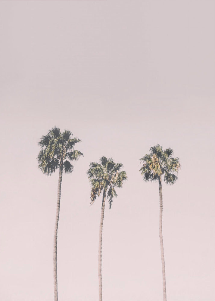Palms On Pink | Poster