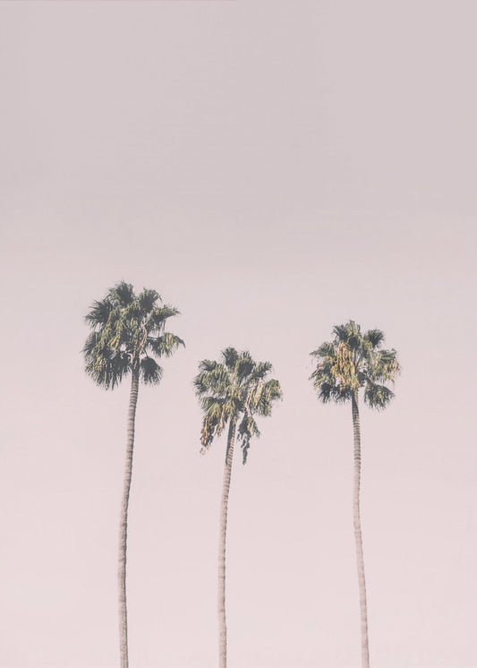 Palms On Pink | Canvas