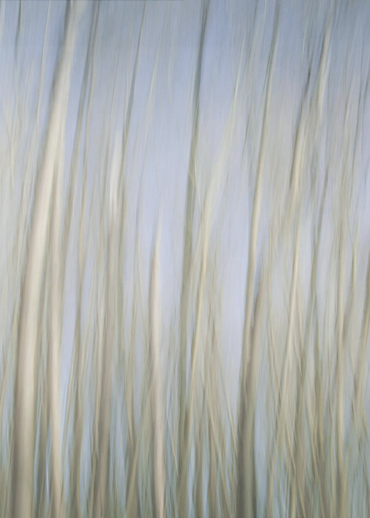 Whispering Trees | Poster