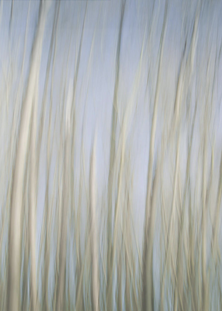 Whispering Trees | Canvas