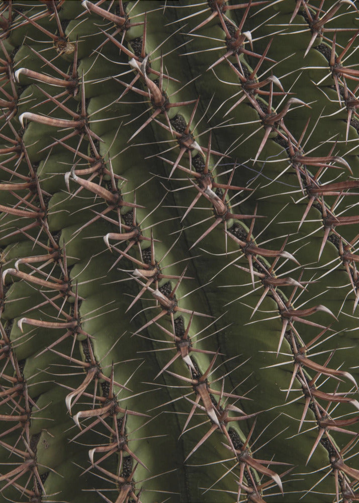 Cactus Showcases | Poster