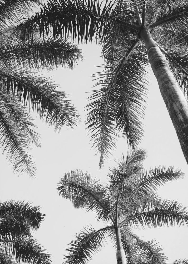 Black And White Palm Tree | Poster