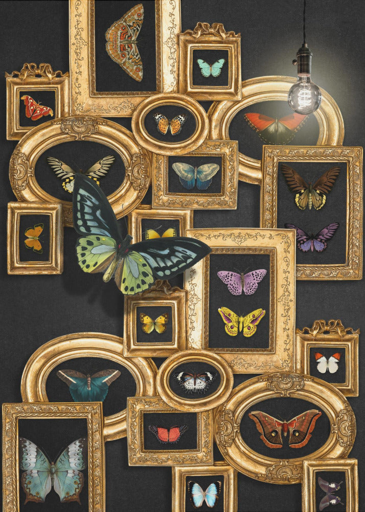A Collection Of Butterflies | Poster