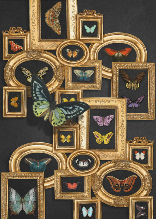 A Collection Of Butterflies | Poster