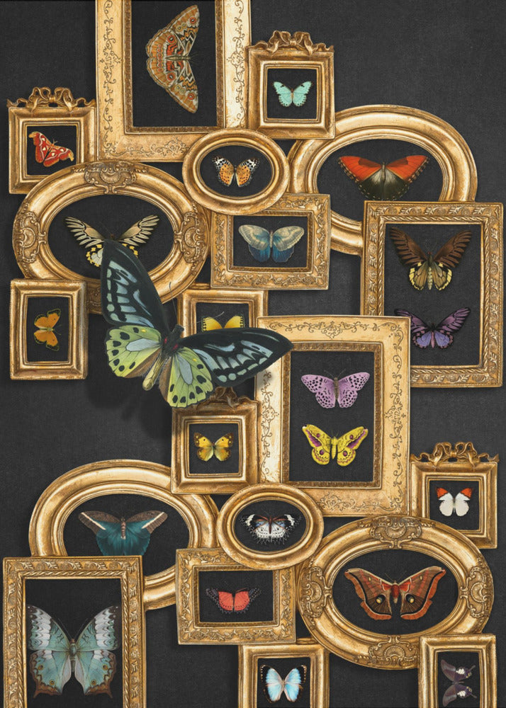 A Collection Of Butterflies | Canvas