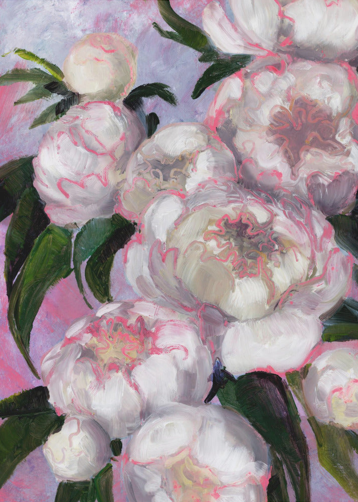White Peonies With Pink Highlights | Poster