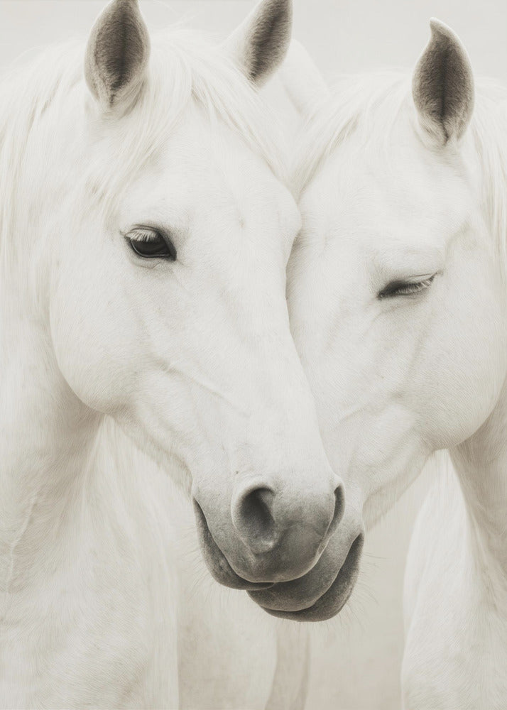 Equine Embrace | Poster