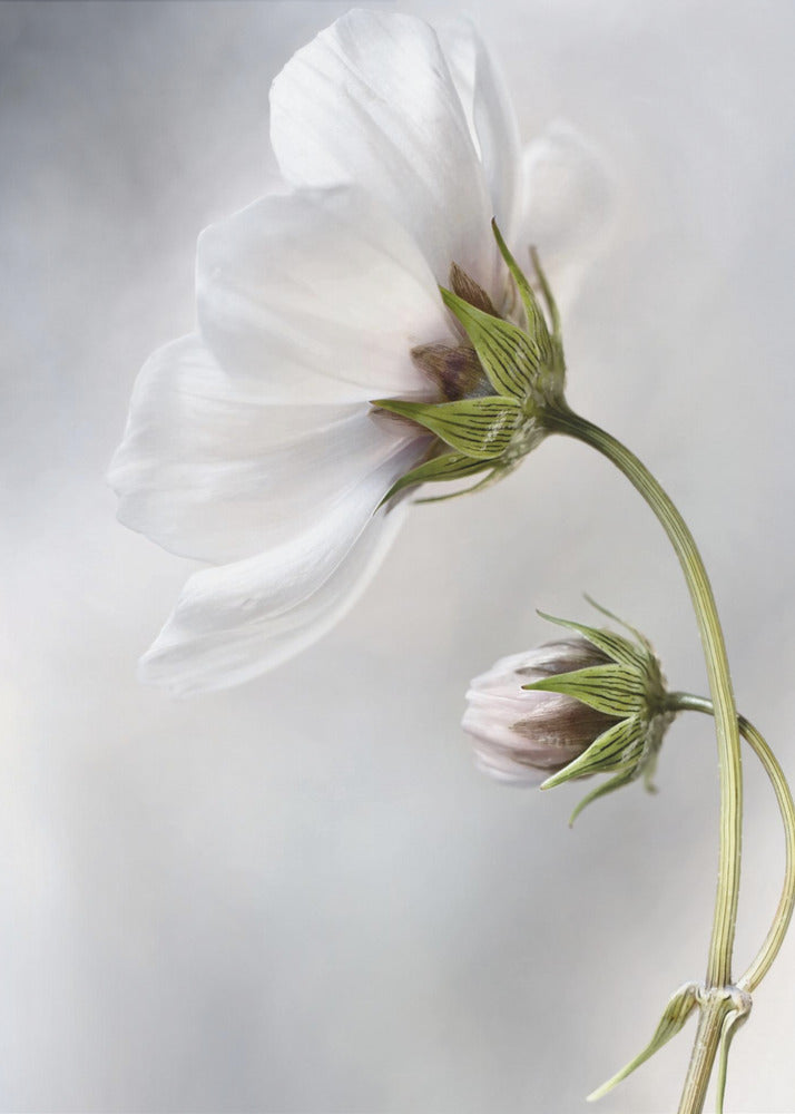 Heavenly Cosmos | Canvas