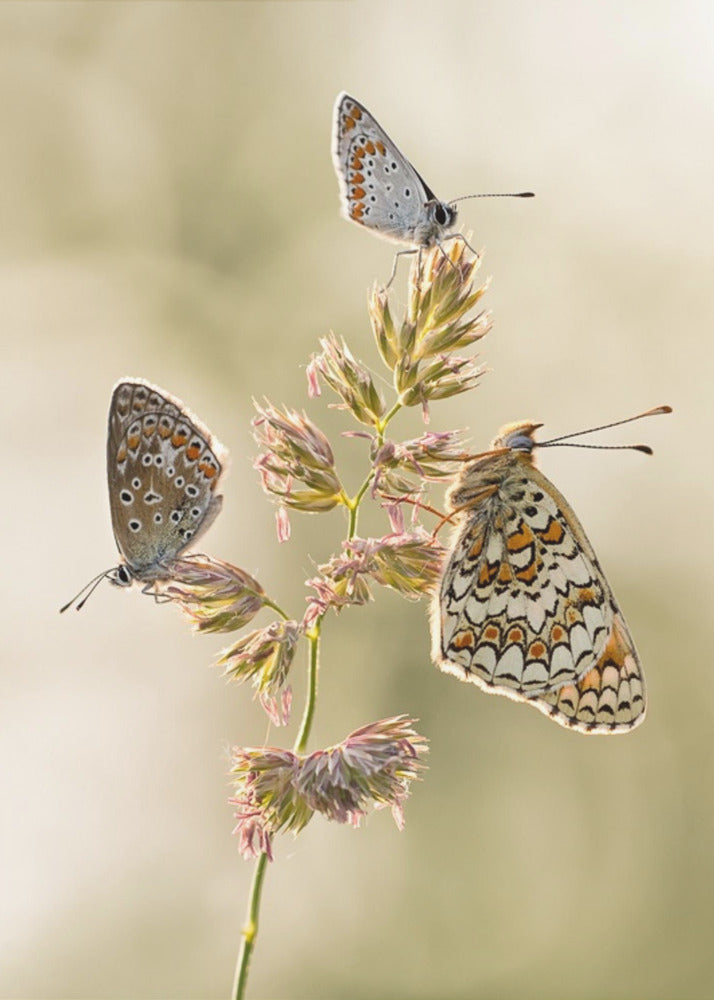 A kind of melting pot | Poster