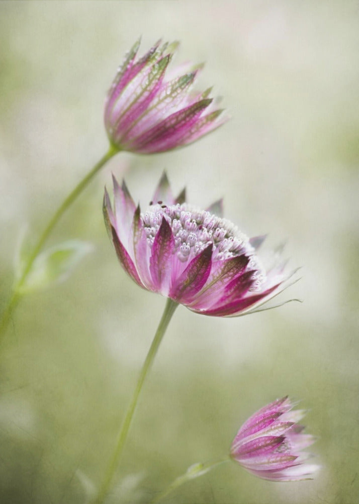 Astrantia | Poster