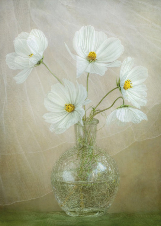 Cosmos breeze | Poster