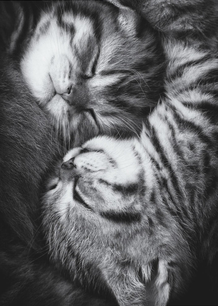 Yin and Yang | Poster