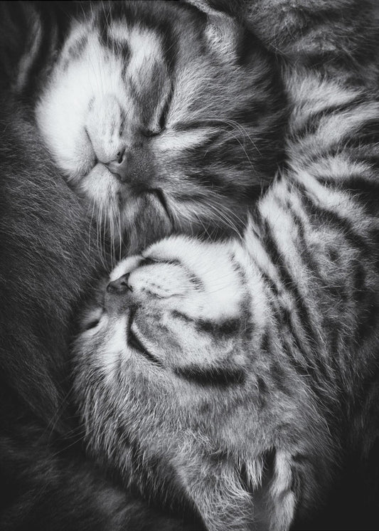 Yin and Yang | Canvas