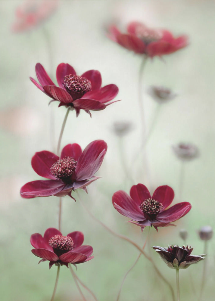 Cosmos sway | Canvas