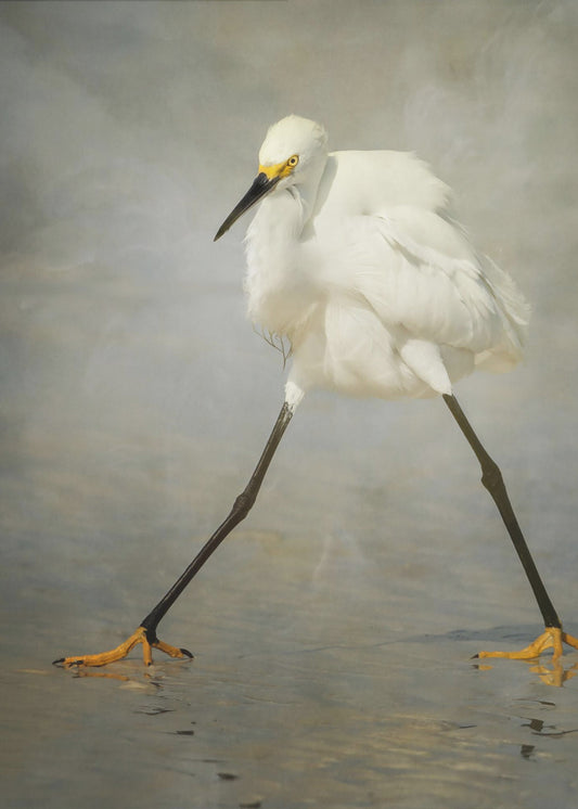 The Rock Star | Canvas