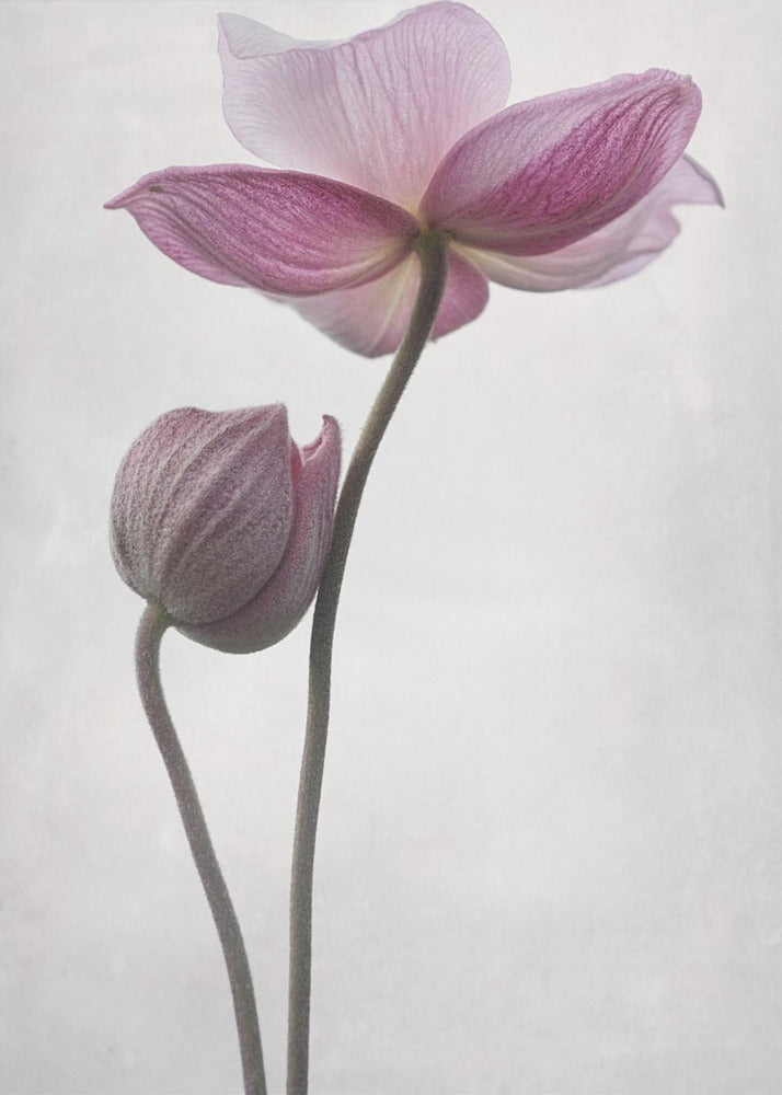 A Little Touch | Canvas