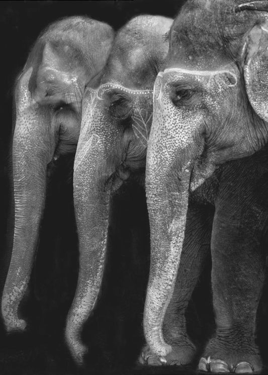 Nature\'s great masterpiece, an elephant; the only harmless great thing ... | Canvas