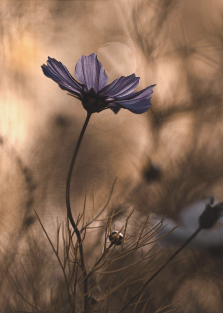 The Dancing Queen | Canvas