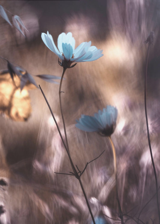 Lueur d'Automne | Poster