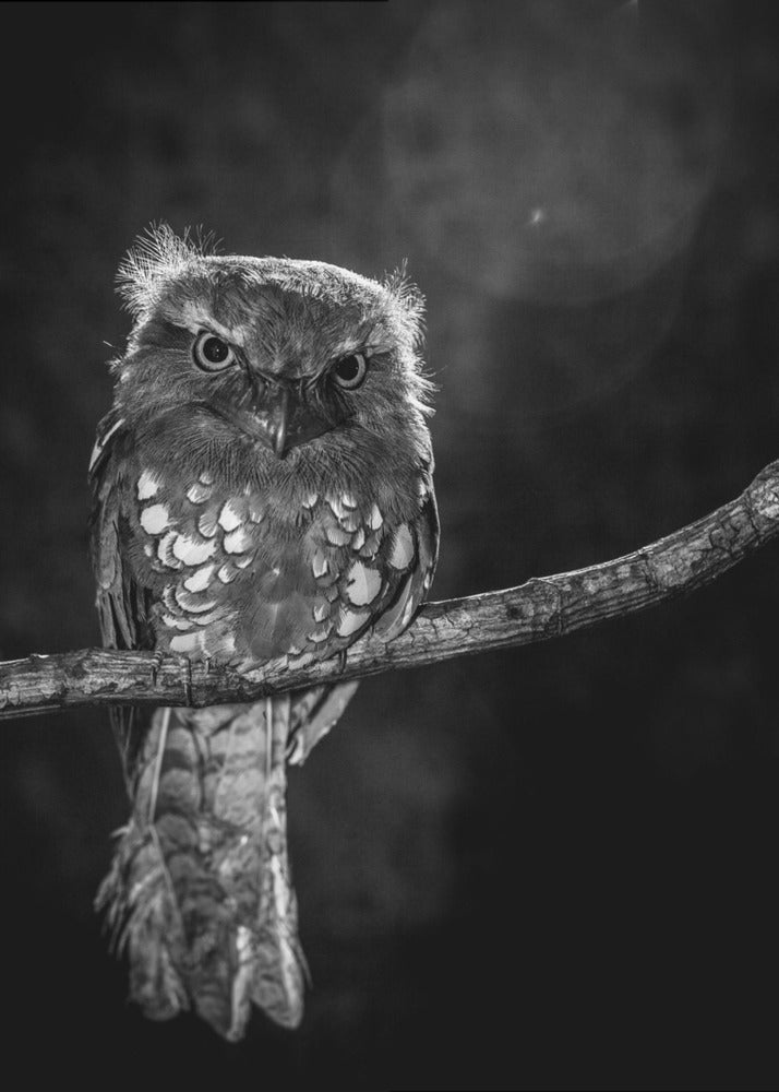 Alone in the night | Canvas