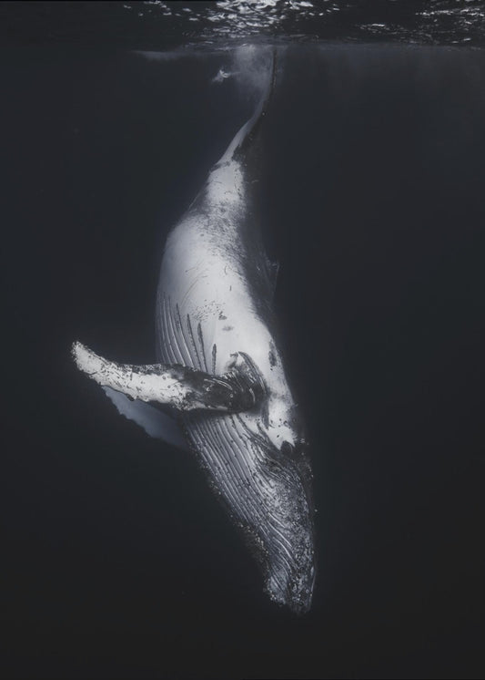 Black Whale | Canvas