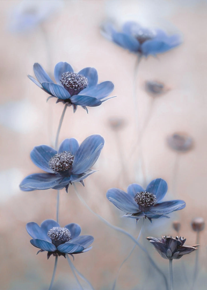 Cosmos blue | Poster