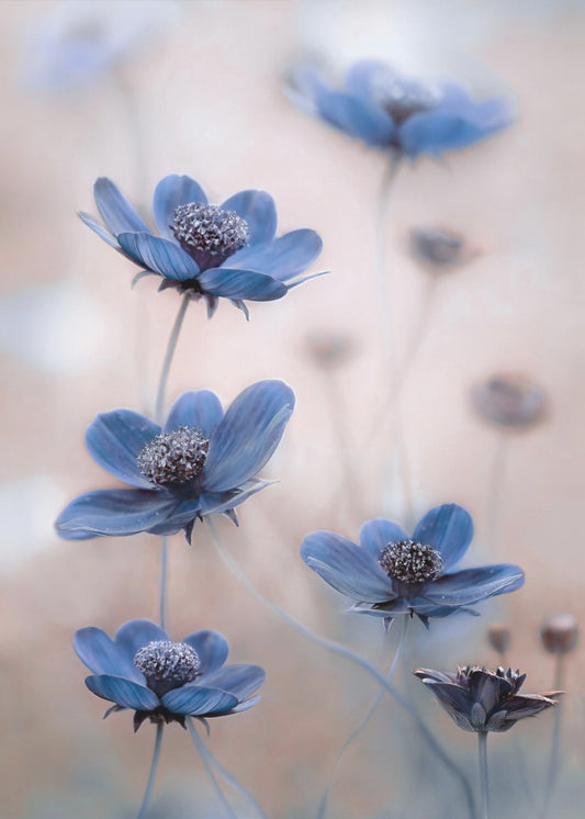 Cosmos blue | Poster