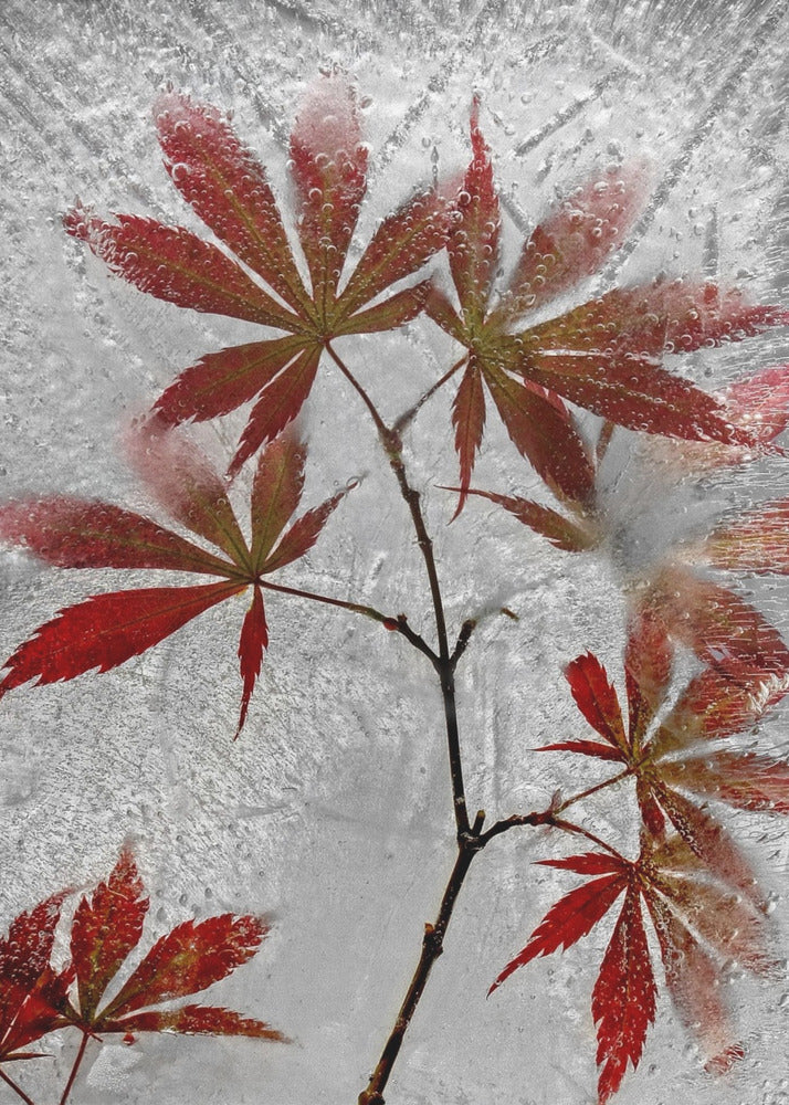 red maple | Poster