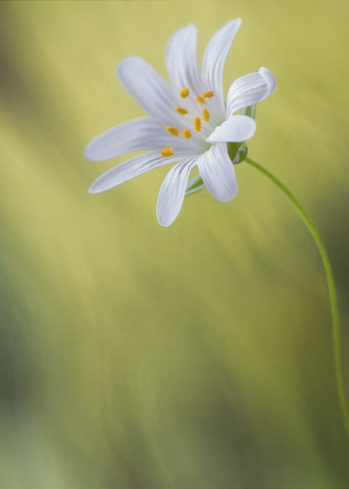 Stitchwort | Poster