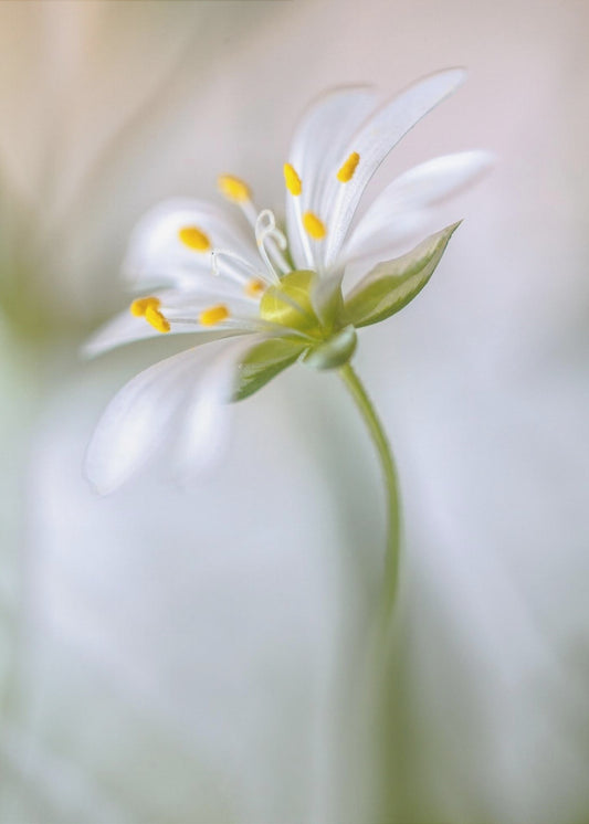 Stitchwort soft | Canvas