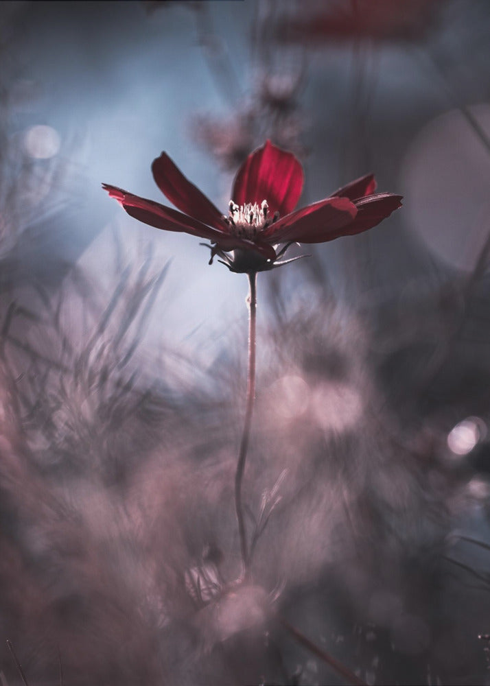 Tenue de soirÃ©e | Canvas