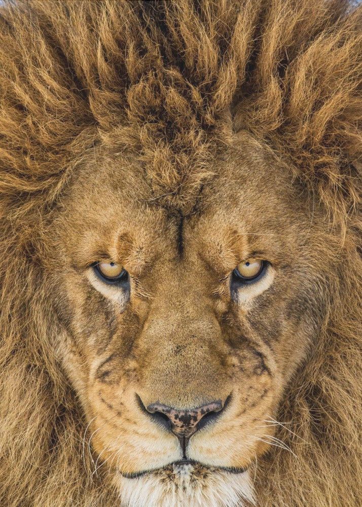 Serious Lion | Poster