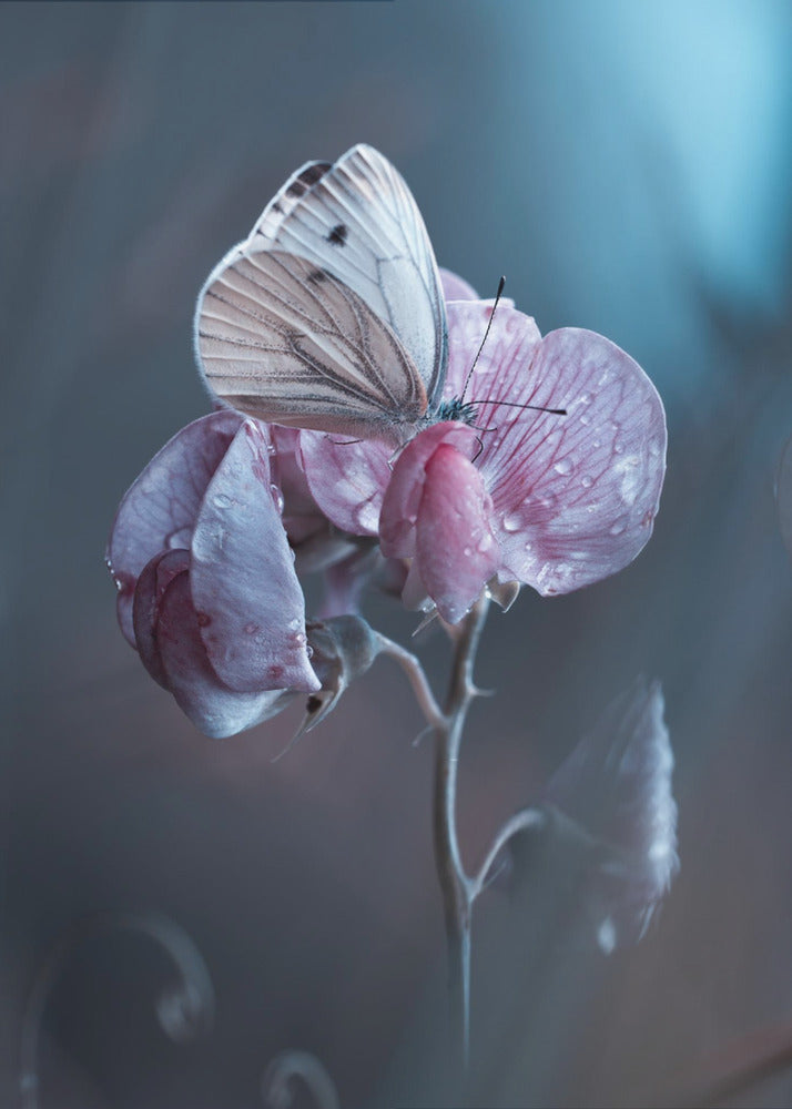 Tainted Love | Canvas