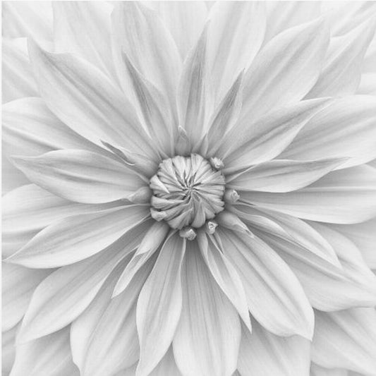 Hamari gold in monochrome | Canvas