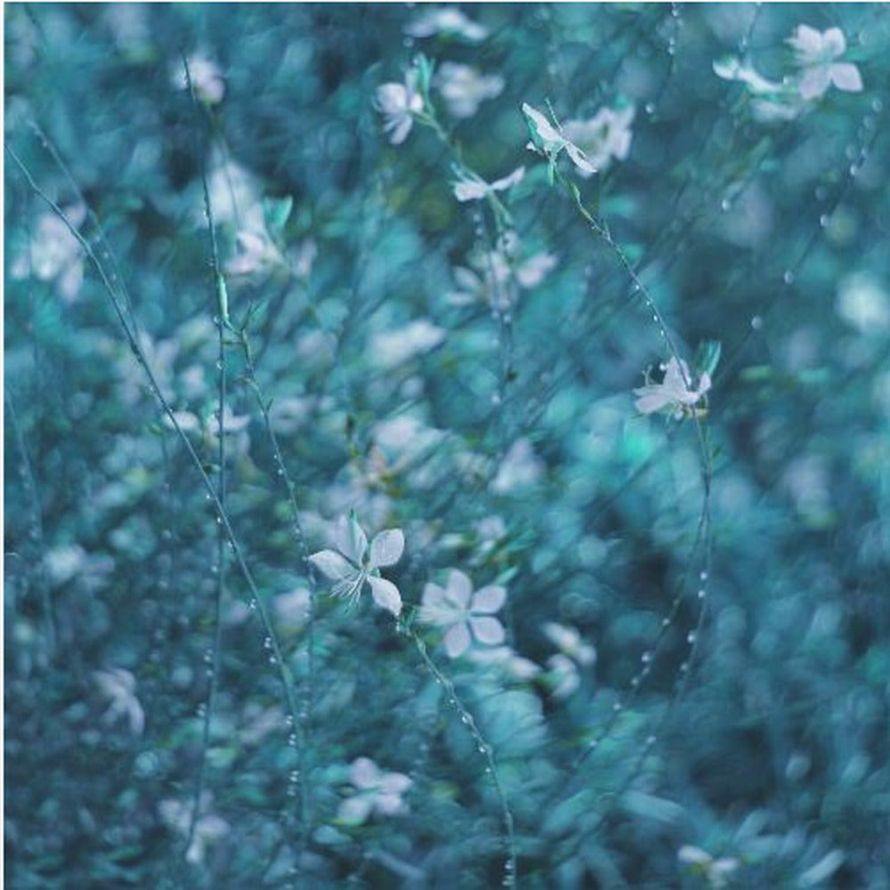 In the middle of a dream | Canvas