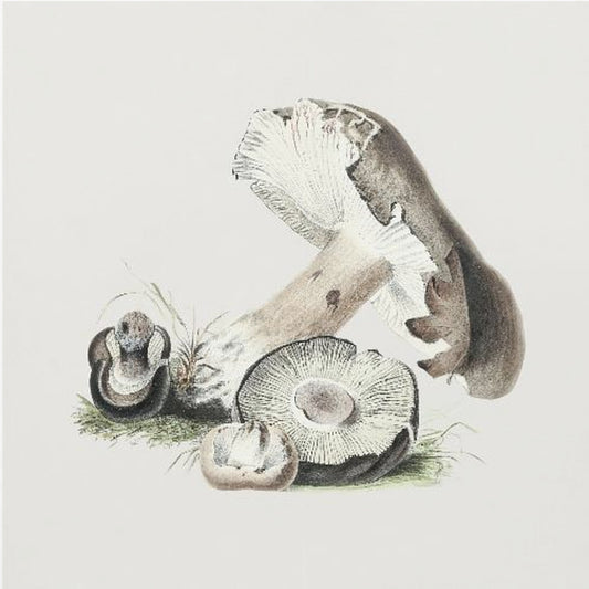 Vintage Agaricus Augustus Mushroom | Canvas