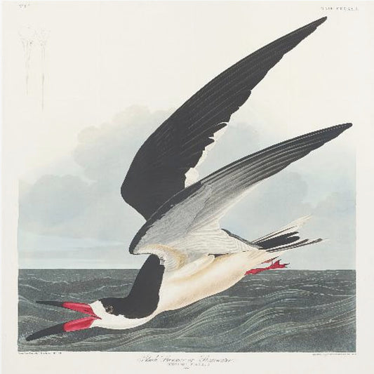 Black Skimmer From Birds of America (1827) | Poster