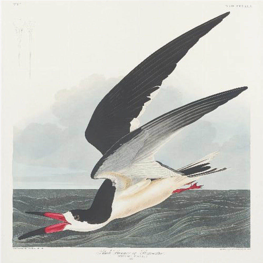 Black Skimmer From Birds of America (1827) | Canvas