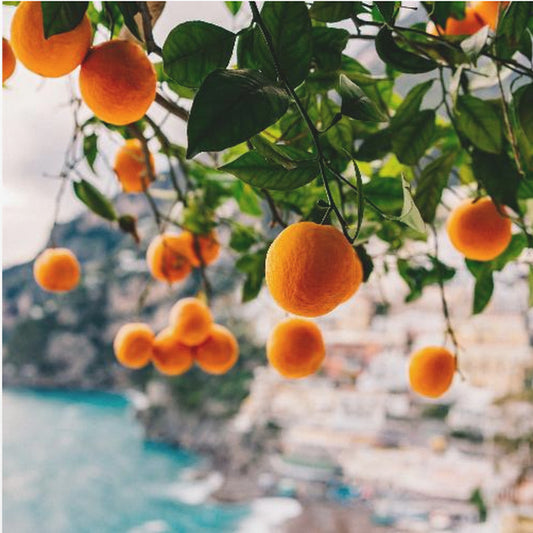 Amalfi Coast Oranges | Canvas