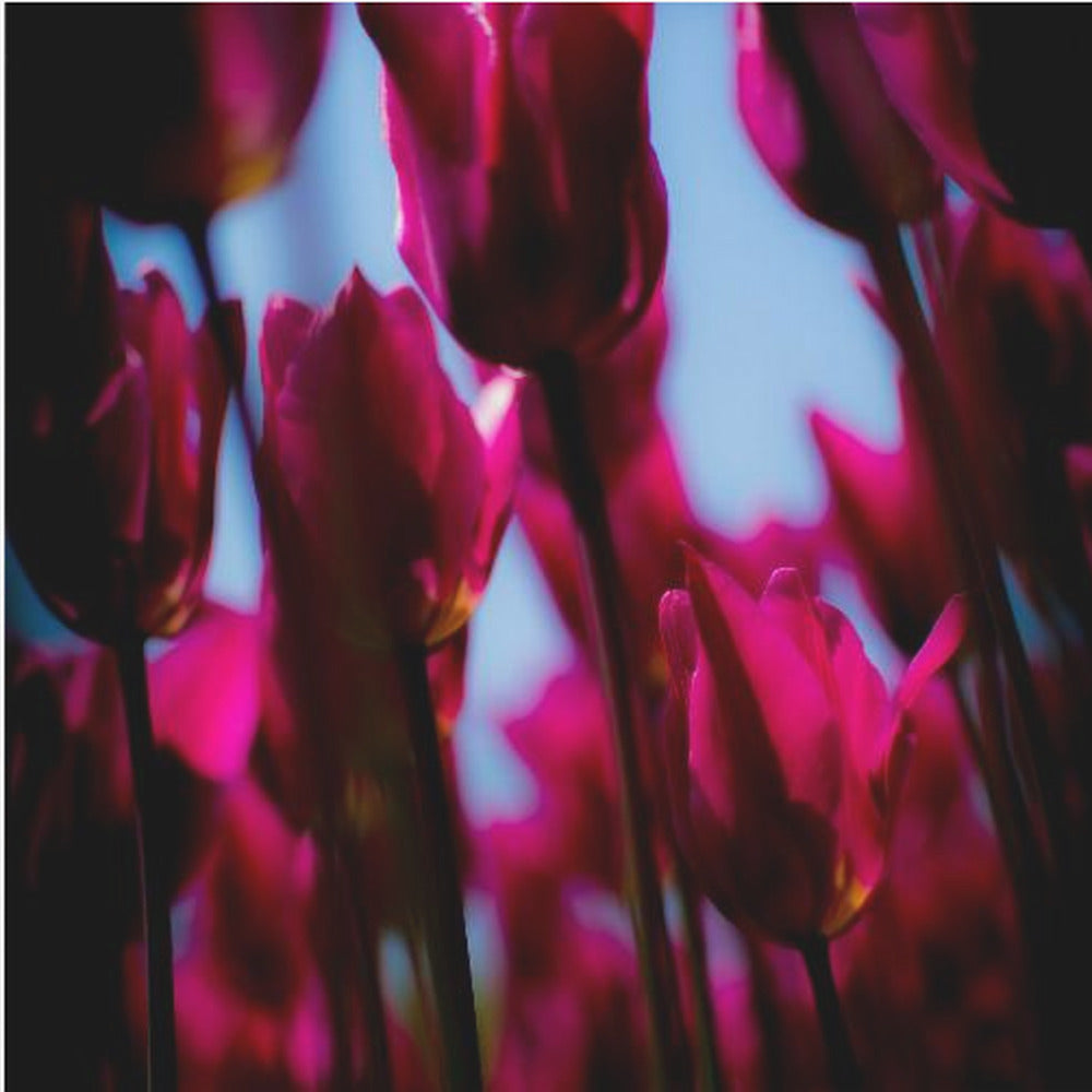 Purple Tulips | Canvas