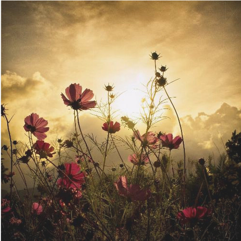 Watching the Sun | Poster